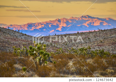 Joshua Trees at Sunset with Mountain Backdrop Low Perspective 124673642