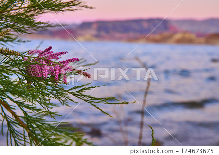 Purple Flowers at Sunset by Tranquil Lake at Eye-Level Purple Flowers at Sunset by Tranquil Lake at Eye-Level 124673675