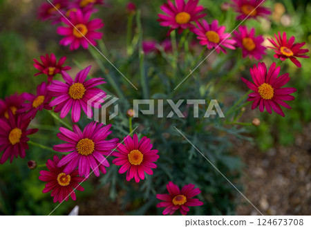 春天的花園景色，盛開著鮮豔的紅紫色瑪格麗特花 124673708