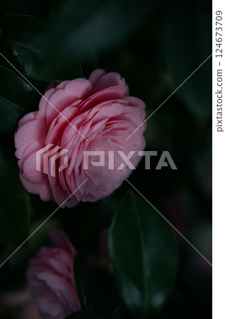 深色背景中綻放的美麗粉紅色山茶花 124673709