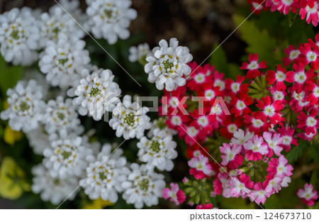 白色虎耳草和紅粉色馬鞭草的美麗組合 124673710