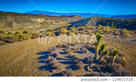 Aerial Joshua Trees and Desert Road at Golden Hour 124673719