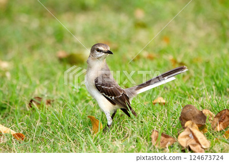 Northern mockingbird is standing alerted on the green lawn grass. Northern mockingbird is standing alerted on the green lawn grass. 124673724