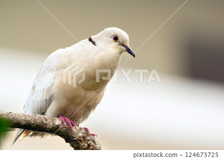 Albino Eurasian collared dove is sitting on a branch in the backyard. 124673725