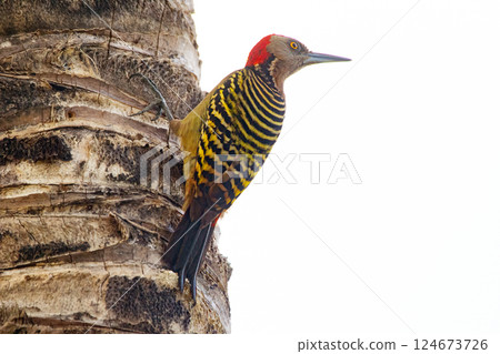 Hispaniolan woodpecker with yellow and black stripes perched on palm. 124673726