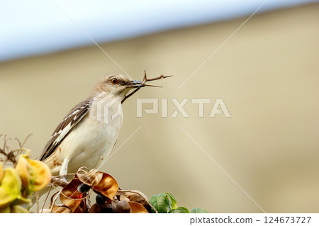 Northern mocking bird with a branch in a beach perched on a tree. Northern mocking bird with a branch in a beach perched on a tree. 124673727
