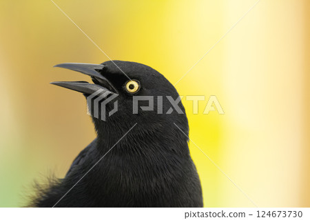 Noisy Great-tailed grackle portrait on a yellow background. 124673730