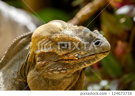 Portrait of rhinoceros iguana in the tropical garden among rocks. Portrait of rhinoceros iguana in the tropical garden among rocks. 124673738