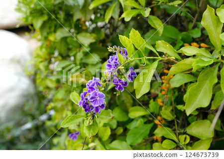 Duranta erecta bush with purple flowers and green foliage Duranta erecta bush with purple flowers and green foliage 124673739