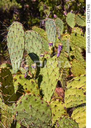 Prickly Pear Cacti in Zion Desert Eye Level Perspective Prickly Pear Cacti in Zion Desert Eye Level Perspective 124673746