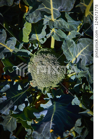 Lush Broccoli Head and Leaves Close-Up Eye-Level Perspective Lush Broccoli Head and Leaves Close-Up Eye-Level Perspective 124673778