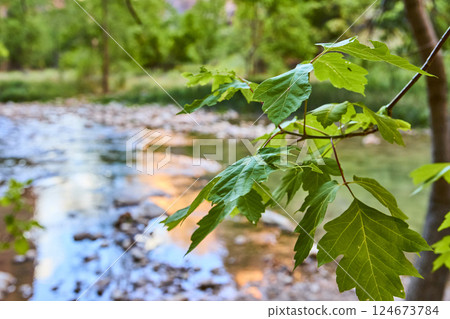 Golden Hour Leaves by Tranquil Stream in Zion Park Eye-Level View 124673784