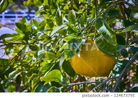 Golden Grapefruit Amidst Lush Foliage Eye-Level Close-Up Golden Grapefruit Amidst Lush Foliage Eye-Level Close-Up 124673795