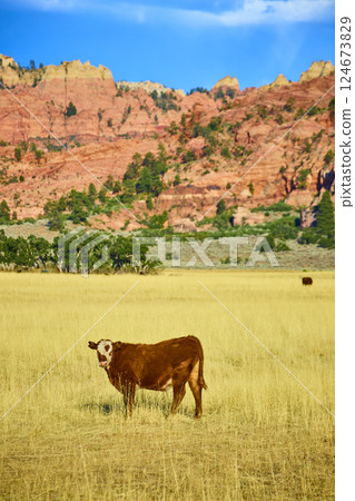 Cow in Sunlit Field with Red Rock Backdrop Eye-Level Perspective Cow in Sunlit Field with Red Rock Backdrop Eye-Level Perspective 124673829