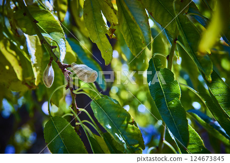 Almond Branch with Budding Fruits in Sunlit Garden Eye-Level View Almond Branch with Budding Fruits in Sunlit Garden Eye-Level View 124673845