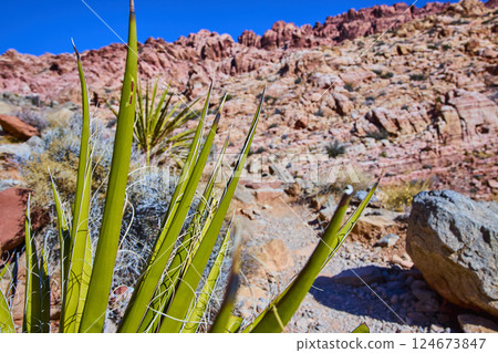 Yucca and Red Rock Landscape in Nevada Eye-Level View Yucca and Red Rock Landscape in Nevada Eye-Level View 124673847
