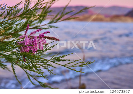 Pink Blossoms Over Tranquil Lake at Sunset Eye Level Perspective Pink Blossoms Over Tranquil Lake at Sunset Eye Level Perspective 124673867