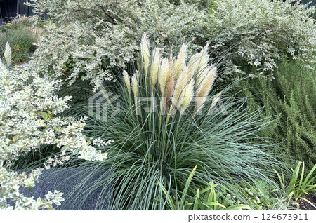 Pampas grass and silverleaf planted in a flower bed Pampas grass and silverleaf planted in a flower bed 124673911