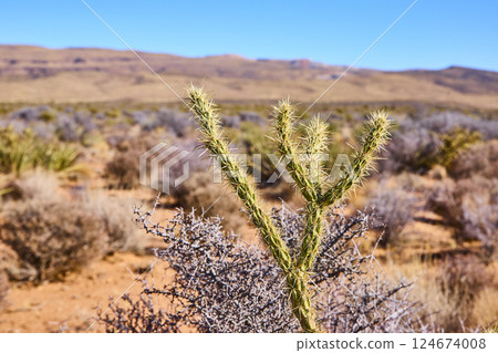 Cholla Cactus and Desert Hills Under Blue Sky Eye-Level View Cholla Cactus and Desert Hills Under Blue Sky Eye-Level View 124674008