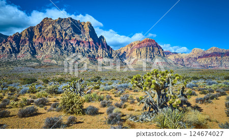 Red Rock Canyon Cliffs and Joshua Trees Panoramic View 124674027