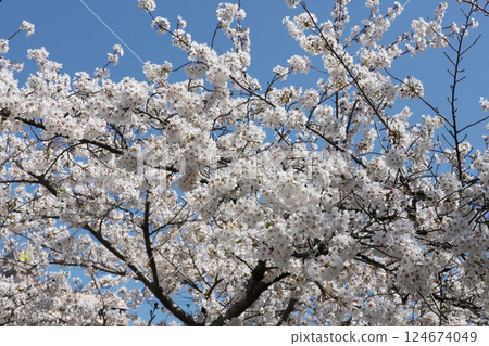 Cherry blossoms, Iwakura City, Cherry Blossom Festival, Gojo River Cherry blossoms, Iwakura City, Cherry Blossom Festival, Gojo River 124674049