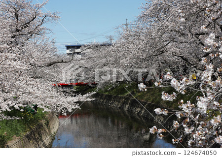 Cherry blossoms, Iwakura City, Cherry Blossom Festival, Gojo River 124674050