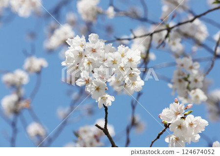櫻花, 岩倉市, 櫻花節, 五條川 124674052