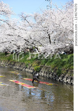 Cherry blossoms, Iwakura City, Cherry Blossom Festival, Gojo River 124674070
