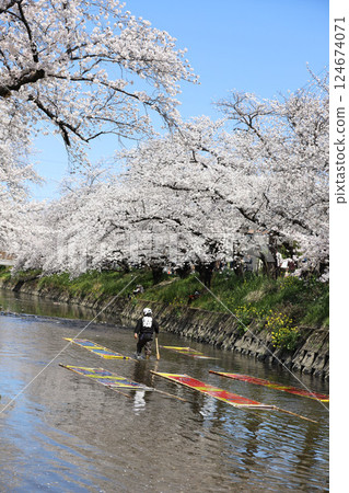 櫻花, 岩倉市, 櫻花節, 五條川 124674071