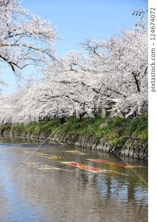 Cherry blossoms, Iwakura City, Cherry Blossom Festival, Gojo River 124674072