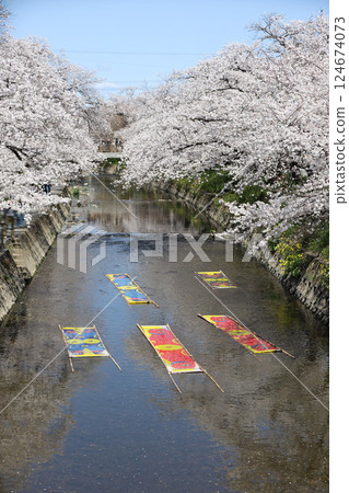 櫻花, 岩倉市, 櫻花節, 五條川 124674073