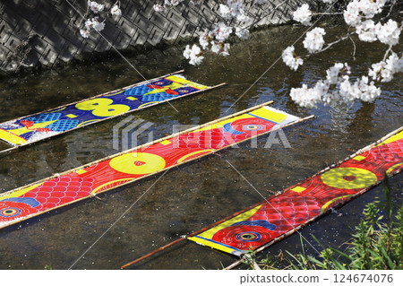 Cherry blossoms, Iwakura City, Cherry Blossom Festival, Gojo River 124674076