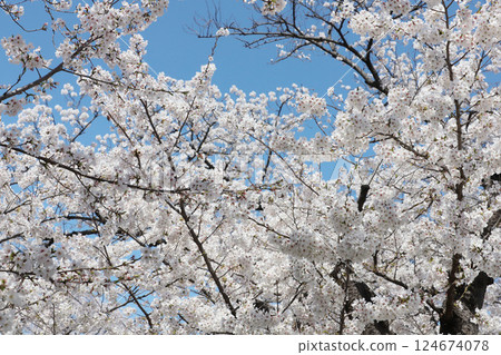 櫻花, 岩倉市, 櫻花節, 五條川 124674078