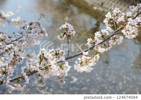 Cherry blossoms, Iwakura City, Cherry Blossom Festival, Gojo River 124674084