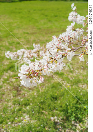 Sakura in spring  124674085