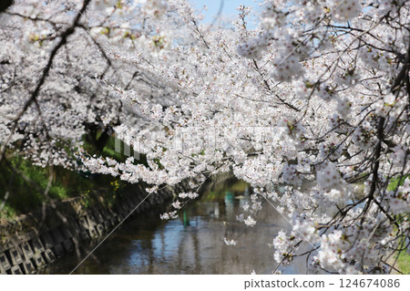 櫻花, 岩倉市, 櫻花節, 五條川 櫻花, 岩倉市, 櫻花節, 五條川 124674086