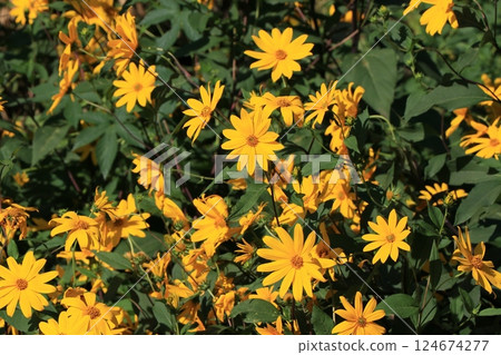Flower of Jerusalem artichoke 124674277