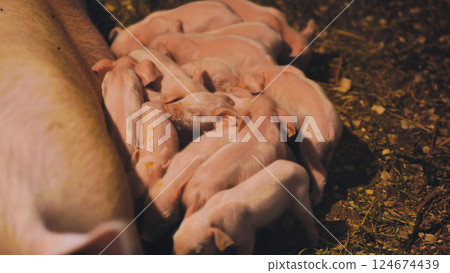 Nursing piglets clinging to mother sow, feeding within wooden fenced farrowing pen on traditional countryside farm 124674439
