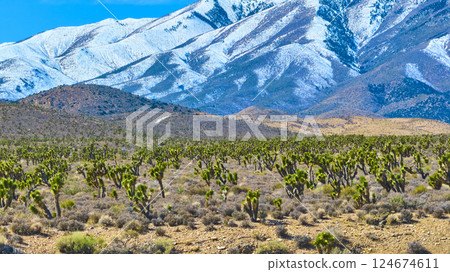 Aerial of Snow-Dusted Mt Charleston and Joshua Trees in Nevada Desert 124674611