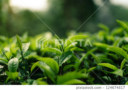 Green tea bushes in a natural field on the mountain. Dark green tea. Green tea bushes in a natural field on the mountain. Dark green tea. 124674817