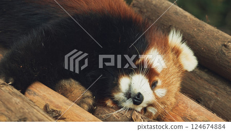 Cute Red Panda Face Close-up View. Red Panda Sleep And Stretches Paws. Ailurus Fulgens Or Lesser Panda Is Small Mammal Native To The Eastern Himalayas And Southwestern China. Red Pandas Are Also Cute Red Panda Face Close-up View. Red Panda Sleep And Stretches Paws. Ailurus Fulgens Or Lesser Panda Is Small Mammal Native To The Eastern Himalayas And Southwestern China. Red Pandas Are Also 124674884