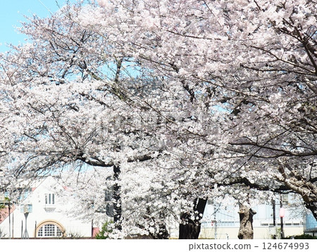 Old Kunitachi Station and cherry blossoms Old Kunitachi Station and cherry blossoms 124674993
