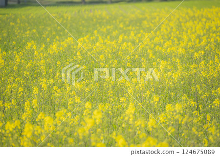 大分縣長崎鼻的春天油菜花染成黃色 124675089