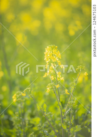 Spring scenery of Nagasakihana in Oita Prefecture dyed yellow with rape blossoms 124675103