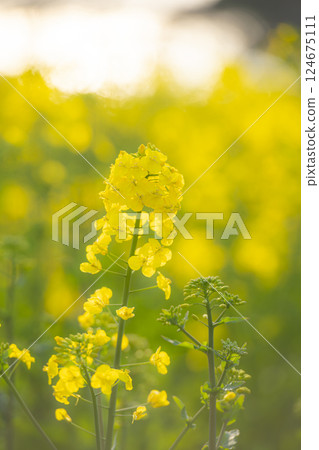 Rape blossoms stained in the sunset 124675111