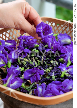 Thai herbal medicine. 124675187