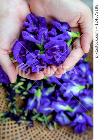 Thai herbal medicine. Thai herbal medicine. 124675198