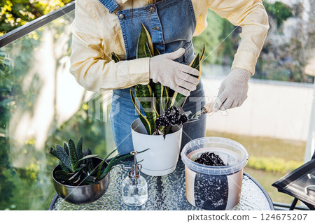 Close-up of a woman adding soil to a potted snake plant on a balcony garden workspace. Eco-conscious living, grow at home, sustainable habits, urban gardening Close-up of a woman adding soil to a potted snake plant on a balcony garden workspace. Eco-conscious living, grow at home, sustainable habits, urban gardening 124675207