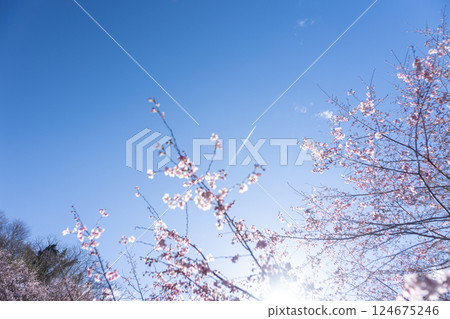 Sakura that shines in the blue sky 124675246
