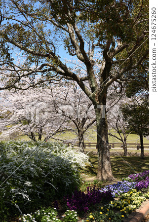 Cherry blossoms at Odai Park 124675260